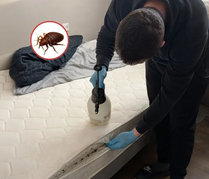 Technicien traitant un matelas contre les punaises de lit à Bréançon